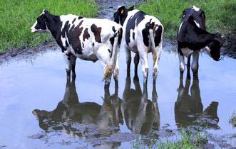 养殖业的短信是怎样的